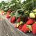 达赛莱克特草莓苗达赛草莓苗包成活根系发达