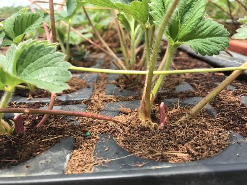 达赛莱克特草莓苗达赛草莓苗包成活根系发达