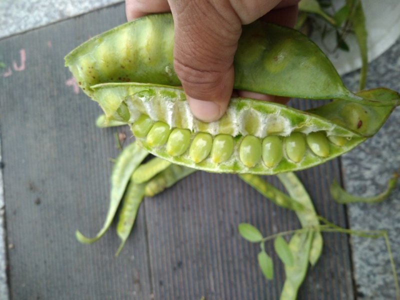 皂角荚