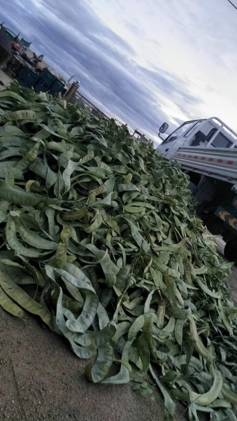 皂角荚