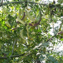 皂角荚