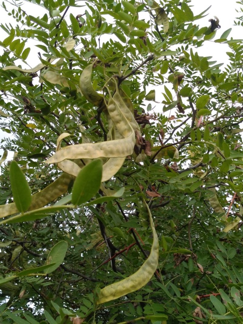 皂角荚