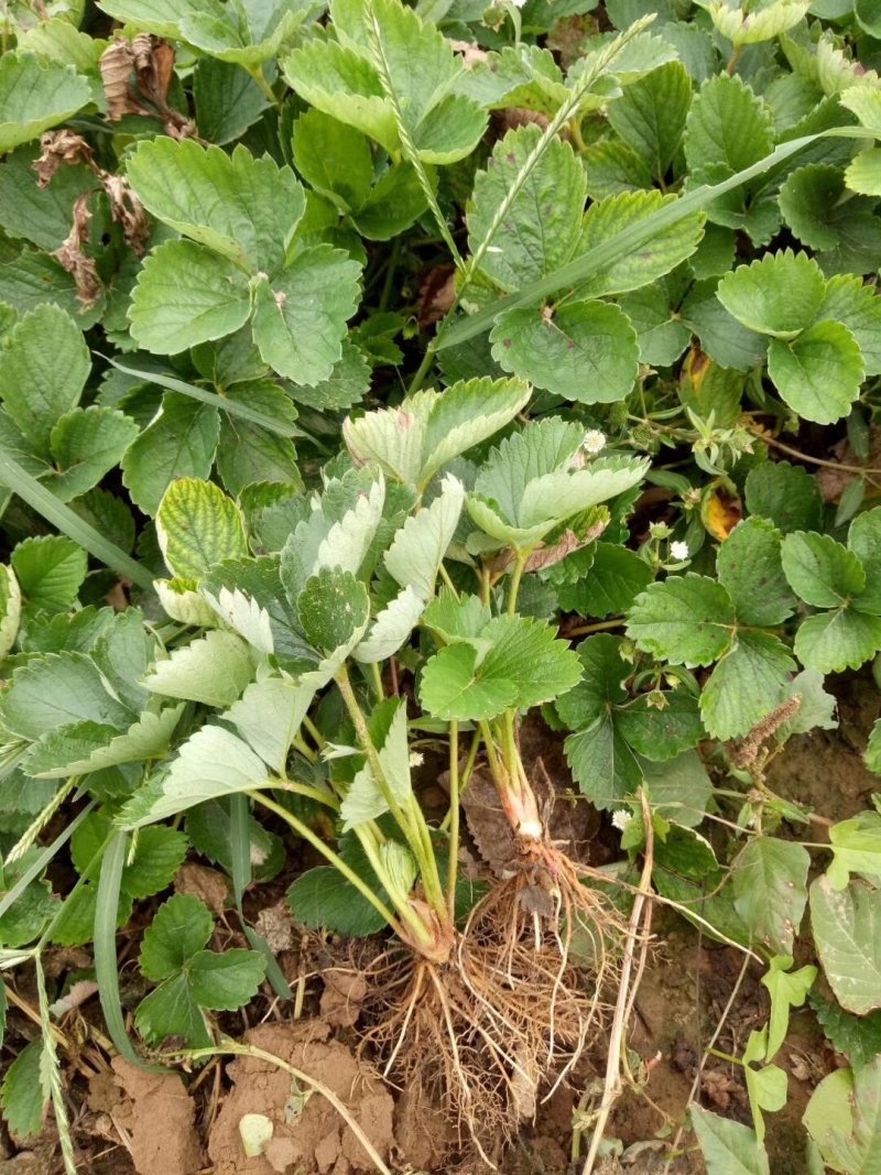 达赛莱克特草莓苗达赛草莓苗包成活根系发达