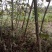 香玲核桃苗