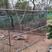 抗晒塑料养殖网圈鸭鸡鹅养殖围栏网护栏网圈地隔离网大棚防水