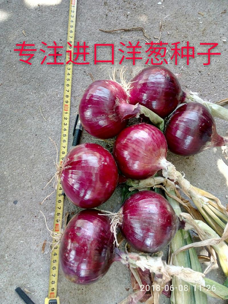 洋葱种子进口紫皮洋葱种子