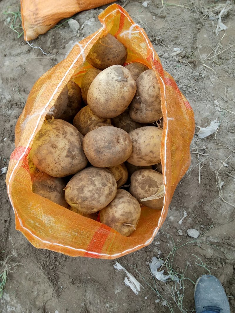 甘肃精品大西洋土豆一手货源诚信合作欢迎来电咨询