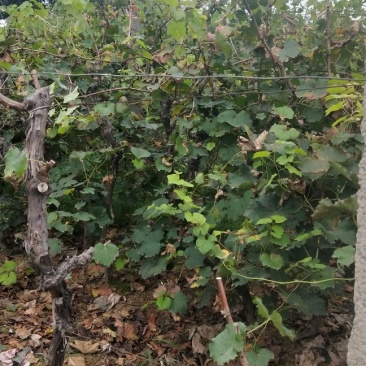 河南洛阳万亩巨峰葡萄基地占地葡萄树