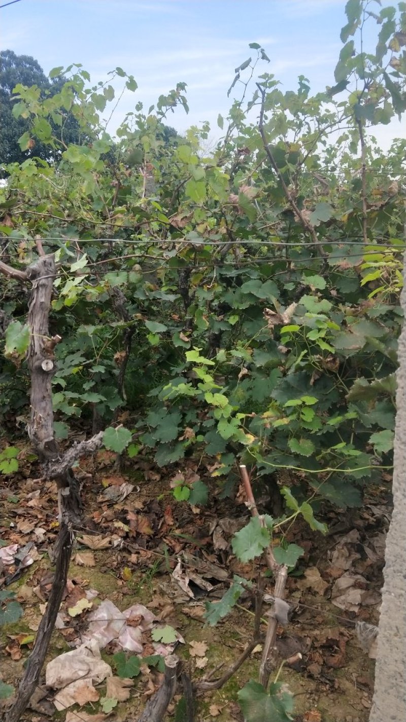 河南洛阳万亩巨峰葡萄基地占地葡萄树