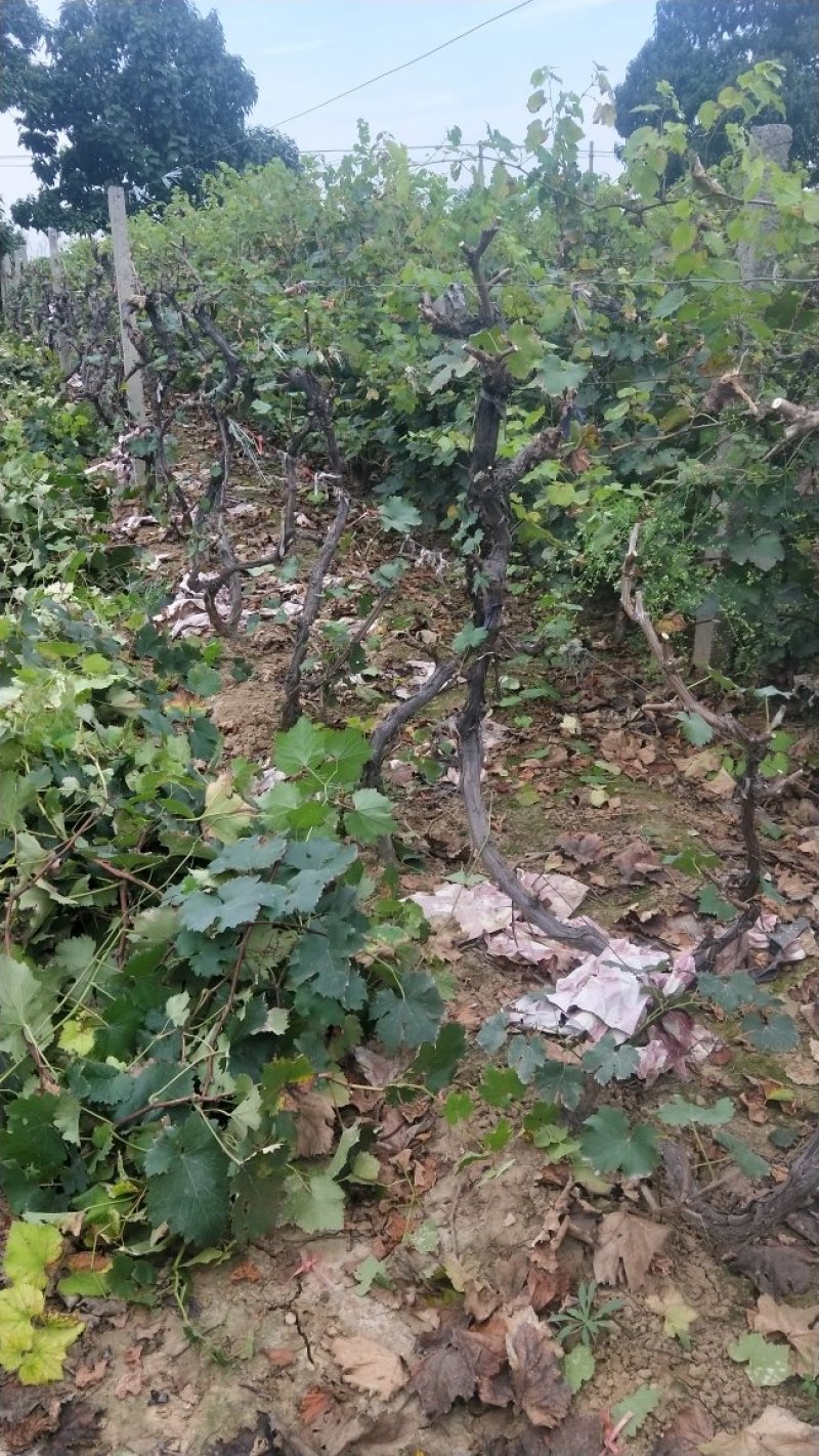 河南洛阳万亩巨峰葡萄基地占地葡萄树