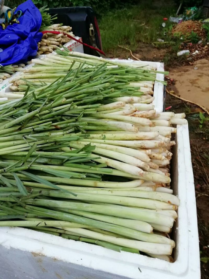 香茅柠檬香茅香茅草鲜香茅香茅批发