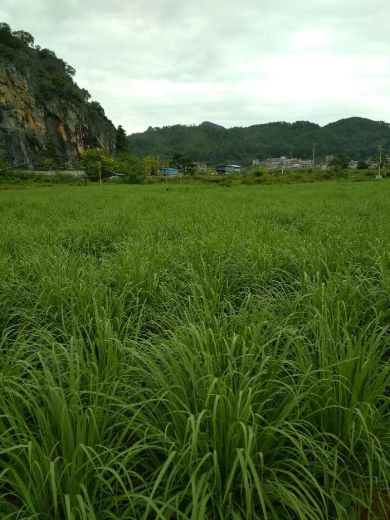 香茅柠檬香茅香茅草鲜香茅香茅批发