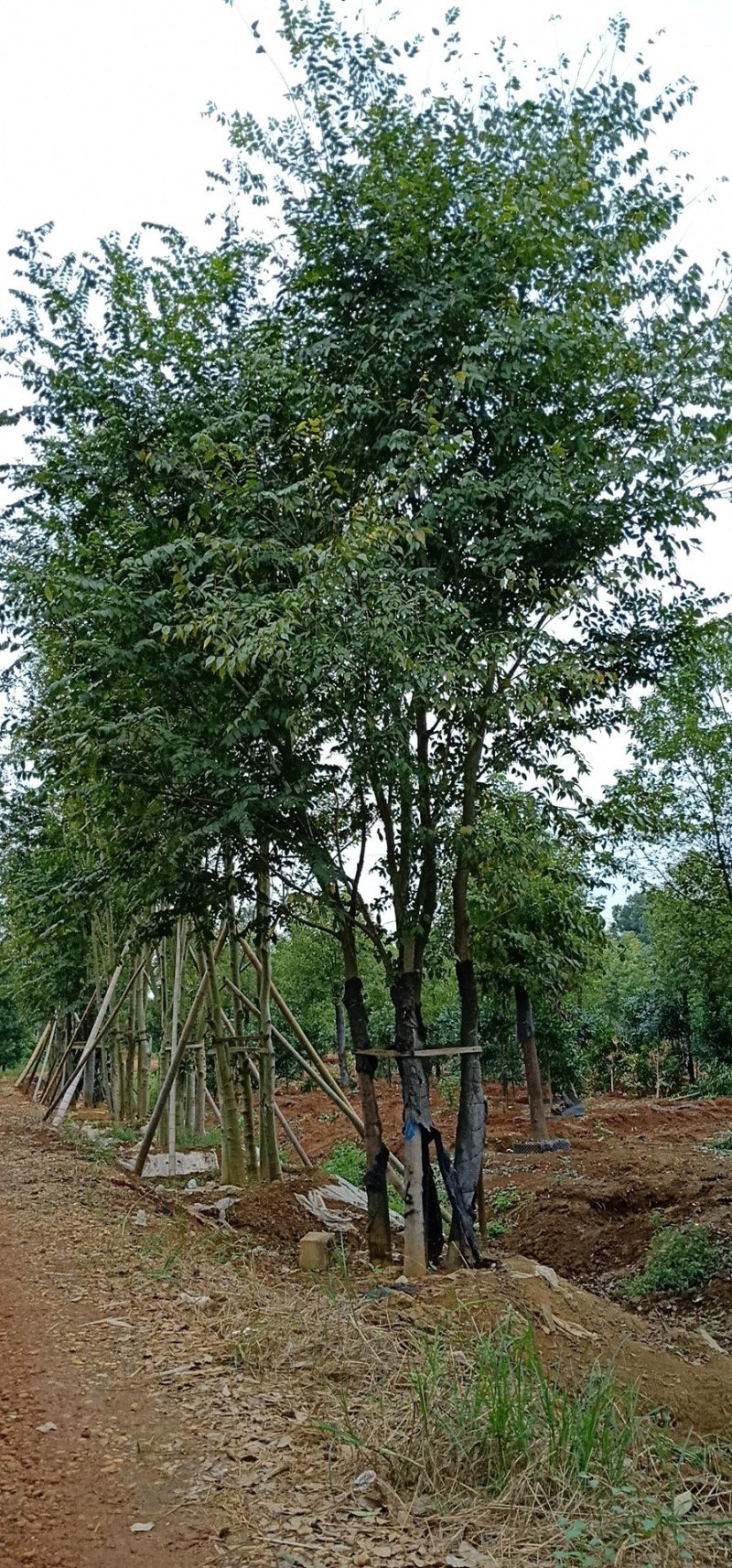 骨架移植朴树多杆朴树拼栽丛生朴树多头朴树