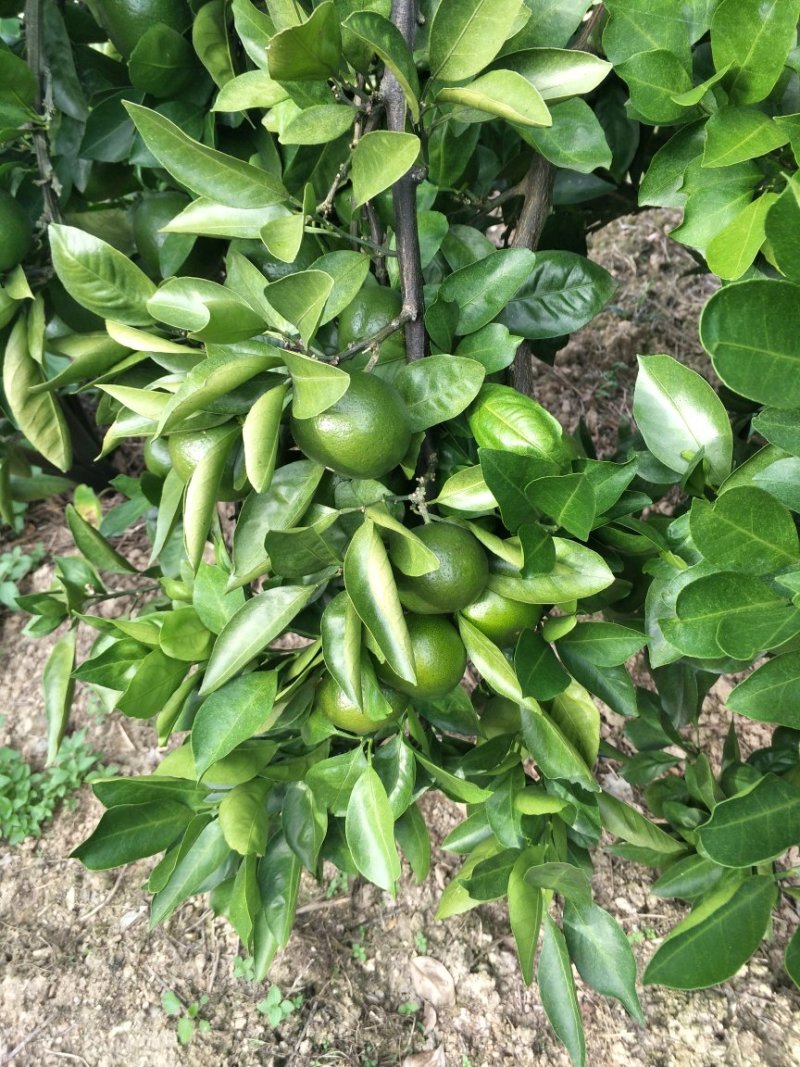 晚熟蜜桔