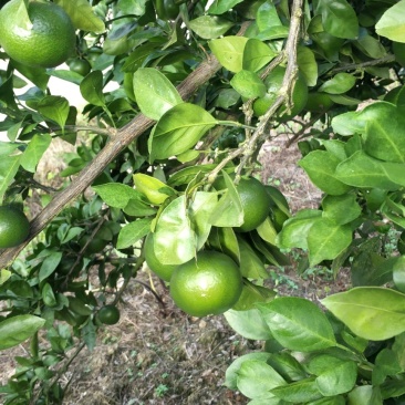 晚熟蜜桔