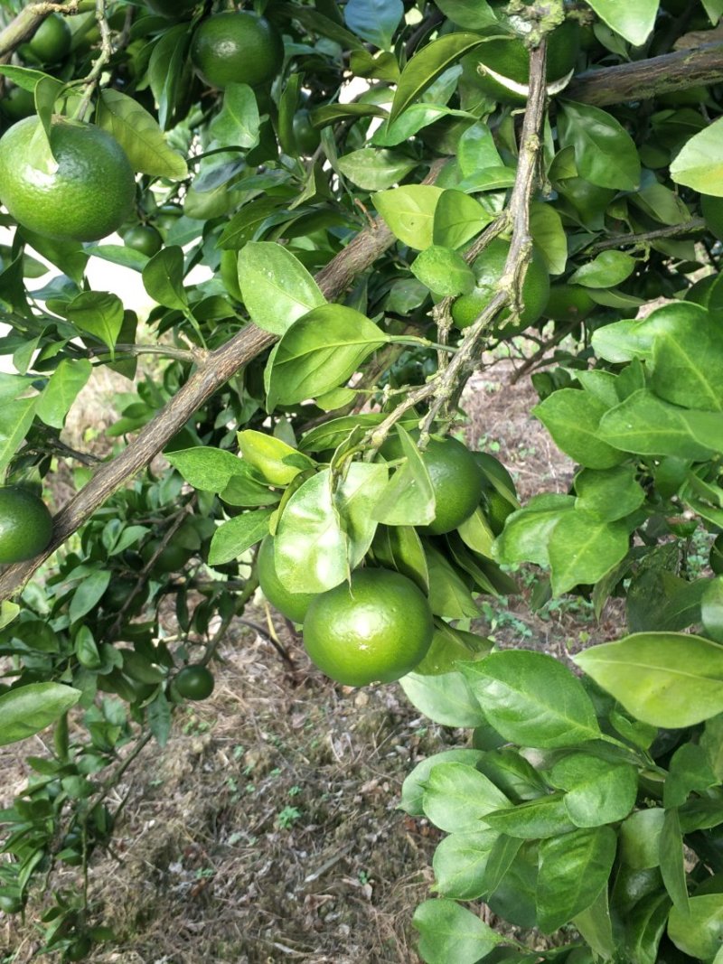晚熟蜜桔