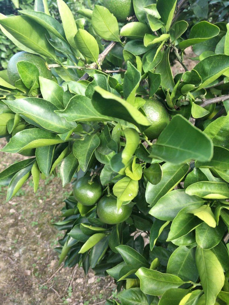 晚熟蜜桔