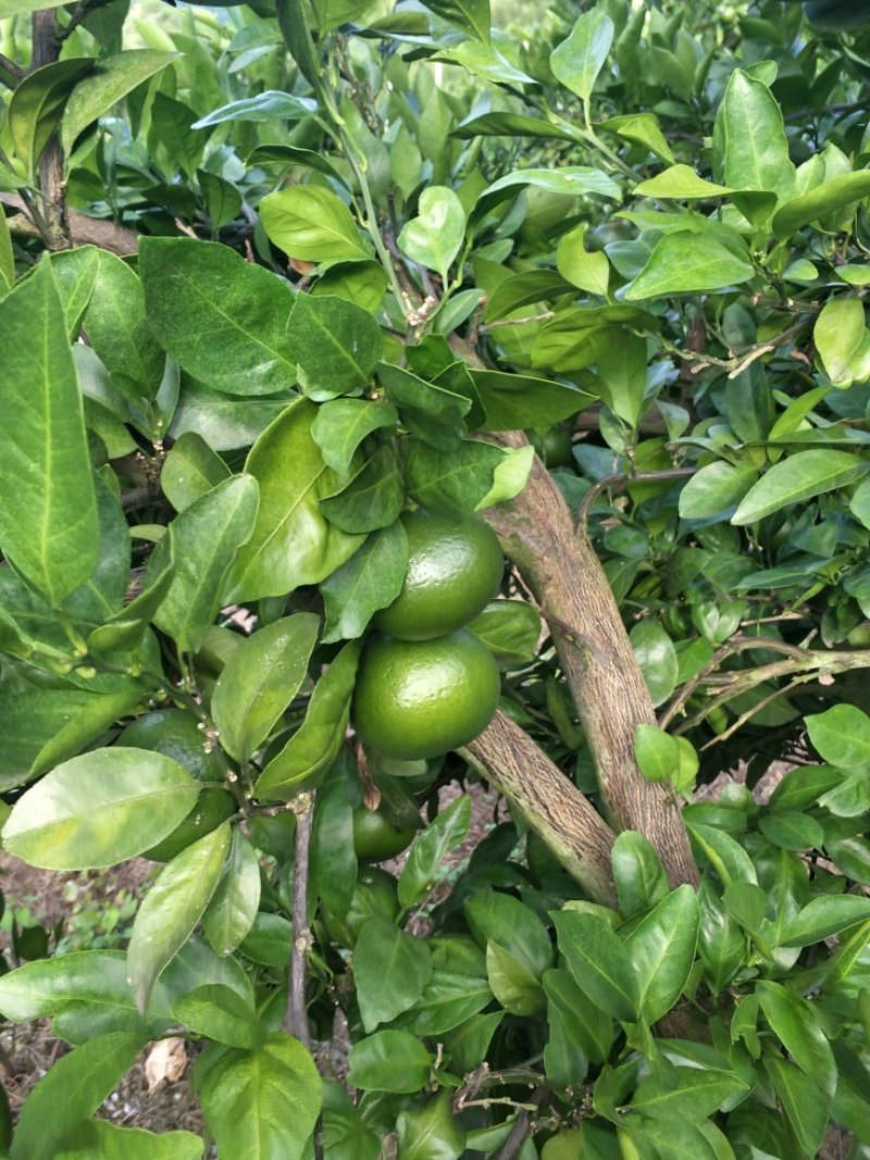 晚熟蜜桔
