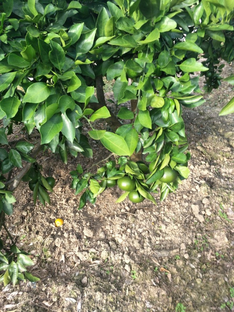晚熟蜜桔
