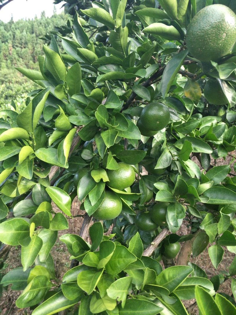 晚熟蜜桔