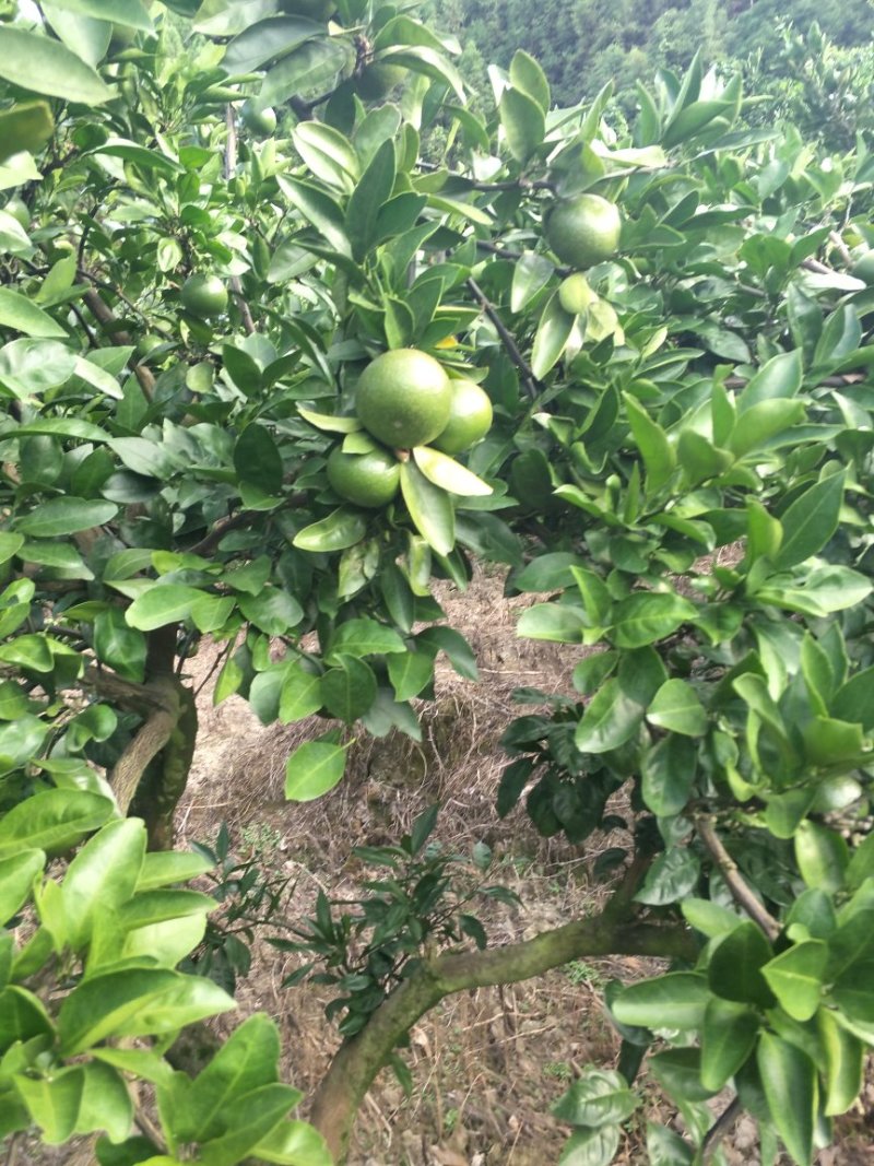 晚熟蜜桔