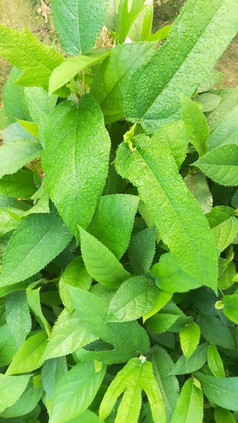 五指毛桃苗