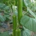 瓠瓜5~6cm30~40cm