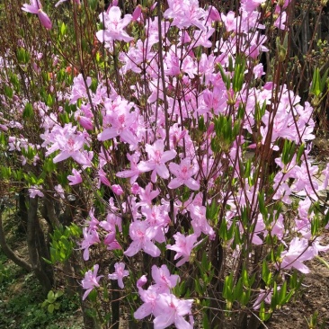 映山红