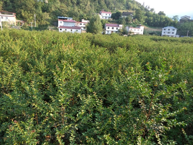紫薇树苗