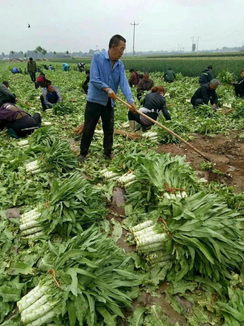 【精品】河北蔬菜尖叶莴笋青皮青肉圆叶莴笋现货直发