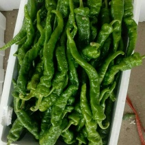 陇椒