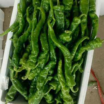 陇椒