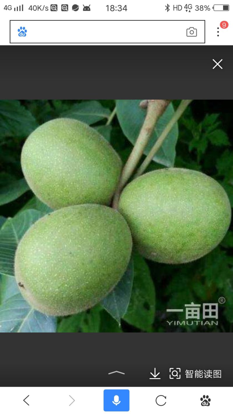 清香核桃苗