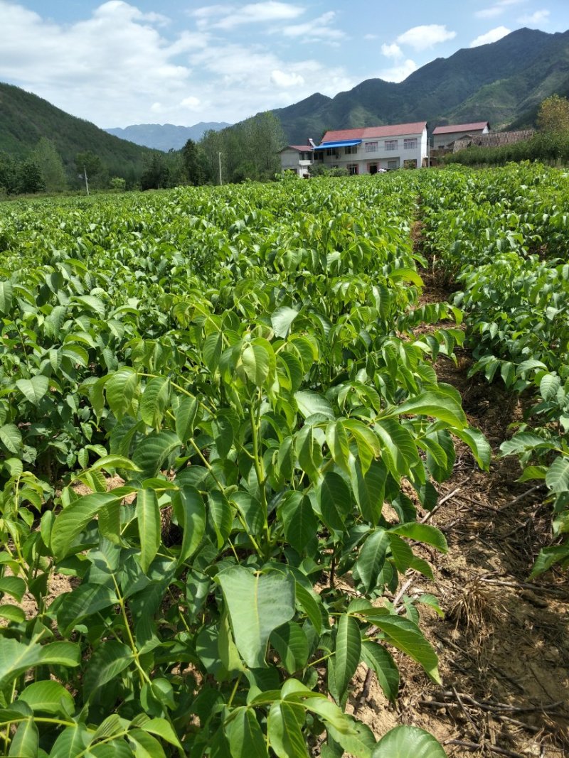 清香核桃苗