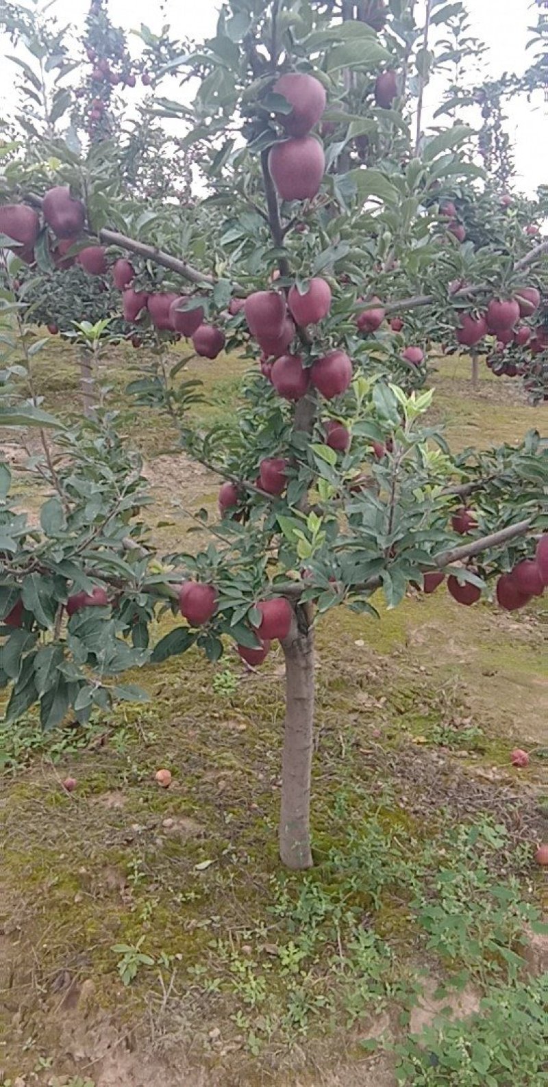 蛇果.花牛.三红，富士