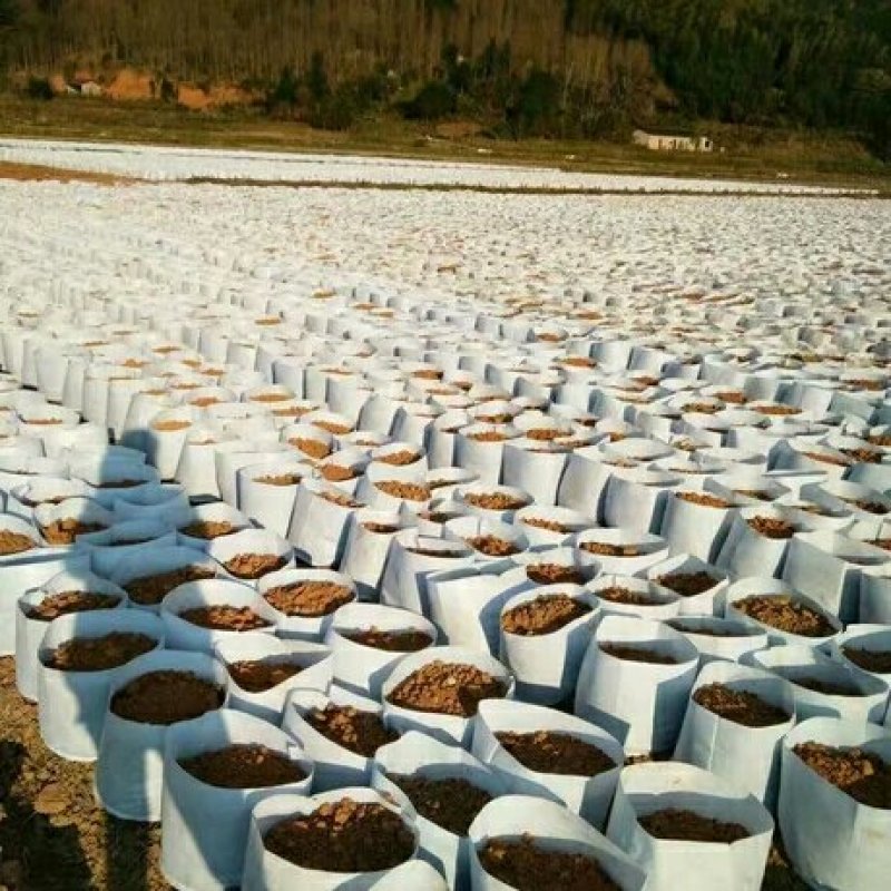 无纺布育苗袋种植袋美值袋果树营养袋容器袋一次性花盆营养钵