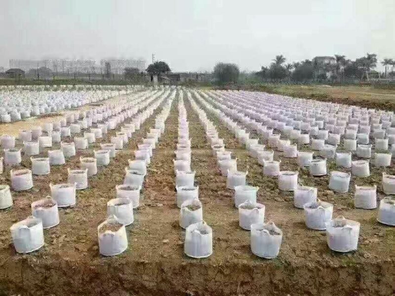 无纺布育苗袋种植袋美值袋果树营养袋容器袋一次性花盆营养钵