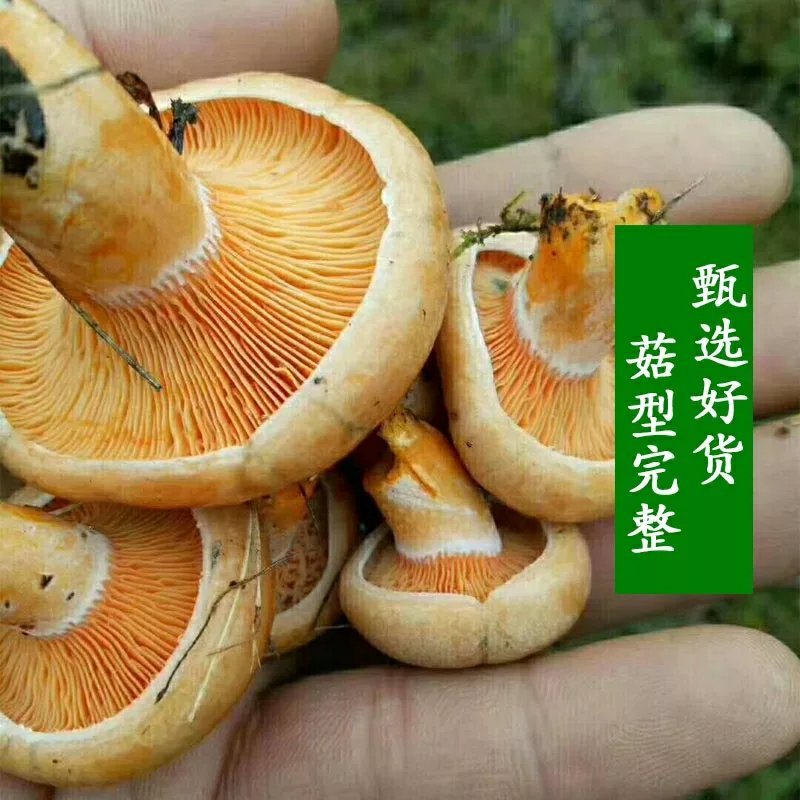松树菌甘肃甘南藏区野生菌新鲜蘑菇