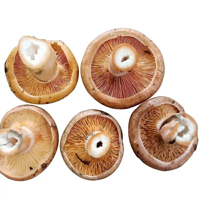 松树菌甘肃甘南藏区野生菌新鲜蘑菇