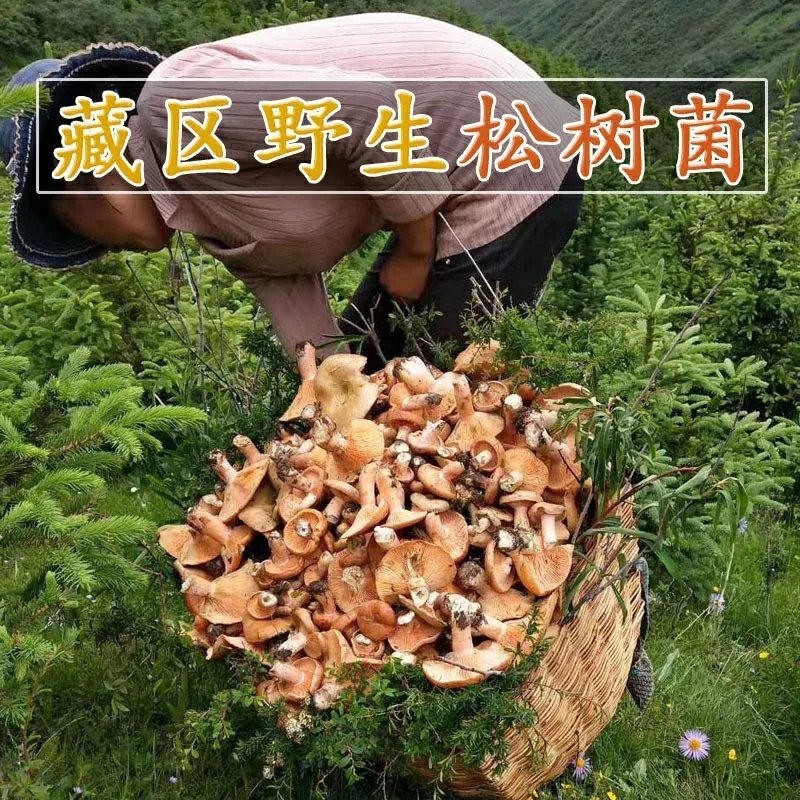 松树菌甘肃甘南藏区野生菌新鲜蘑菇