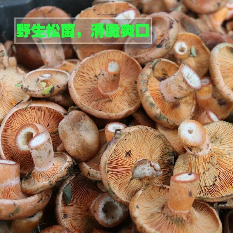 松树菌甘肃甘南藏区野生菌新鲜蘑菇