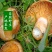 松树菌甘肃甘南藏区野生菌新鲜蘑菇
