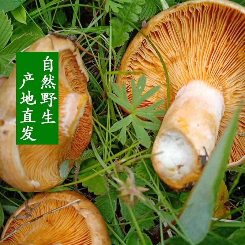 松树菌甘肃甘南藏区野生菌新鲜蘑菇