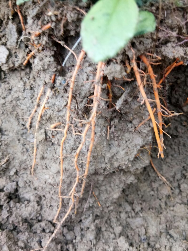 红根野蚕豆鲜根