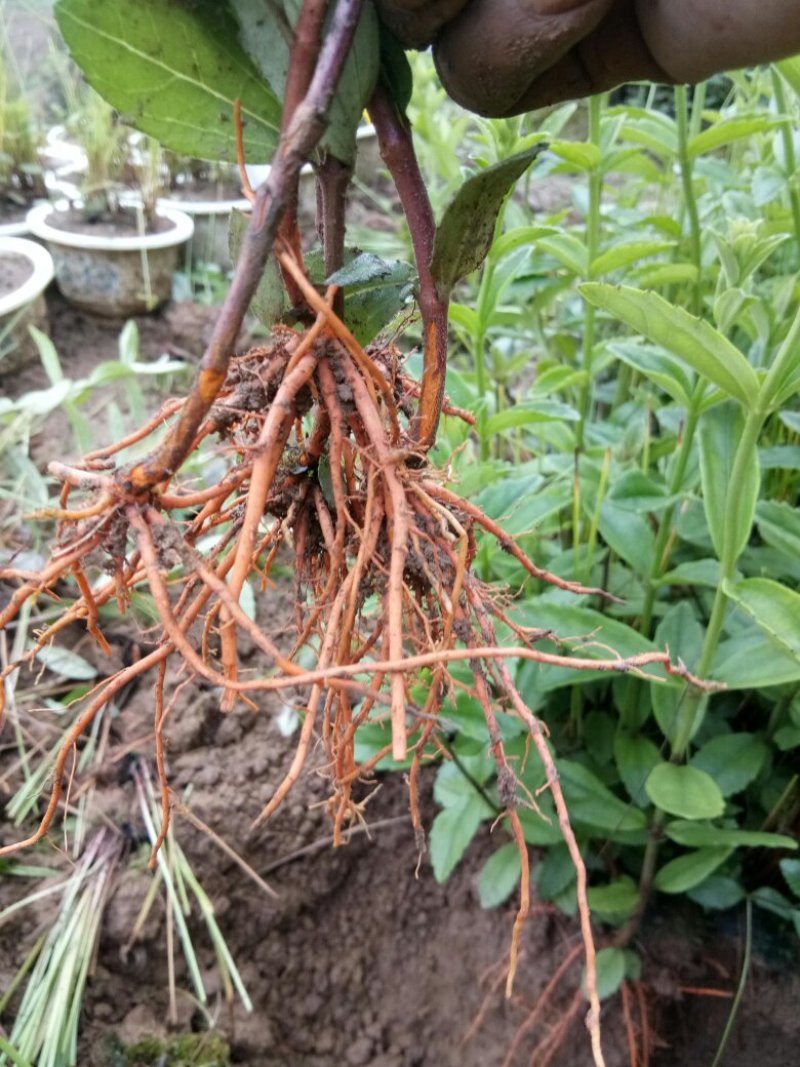 红根野蚕豆鲜根