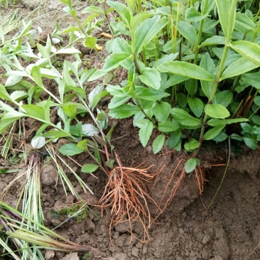 红根野蚕豆鲜根
