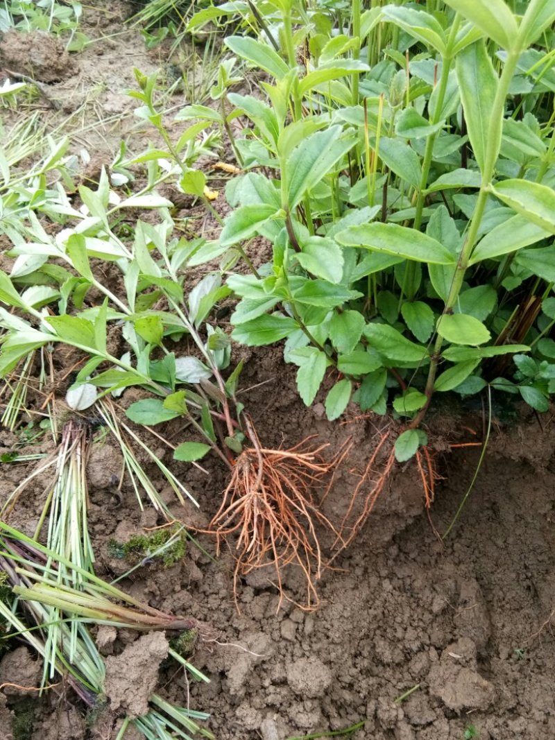 红根野蚕豆鲜根