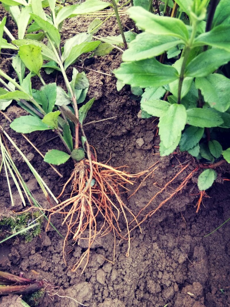 红根野蚕豆鲜根
