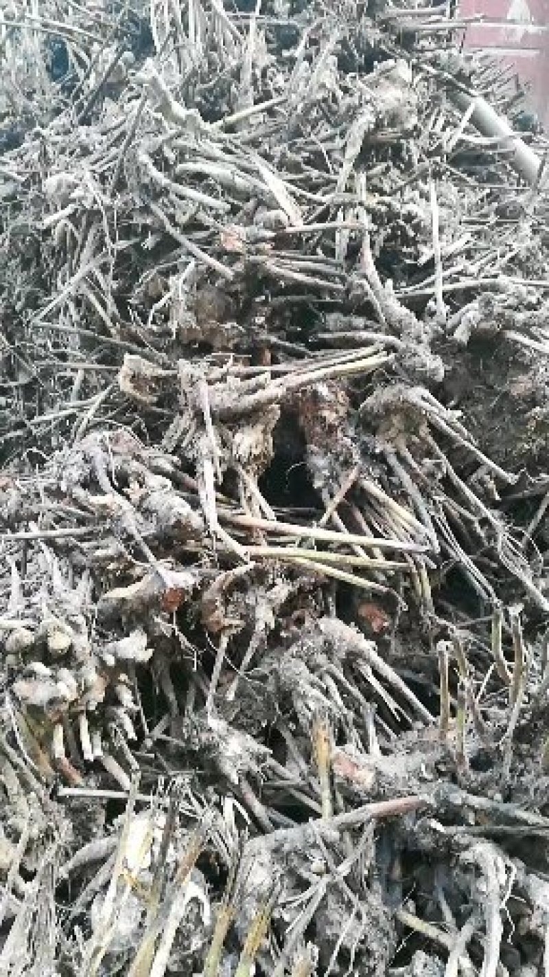 收购，白芷，白芍，牡丹，丹参，各种地产中药材