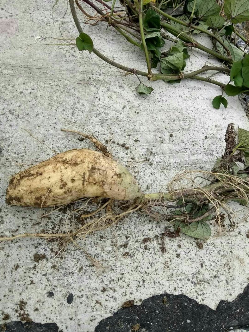 红薯农历八月底至10月有货